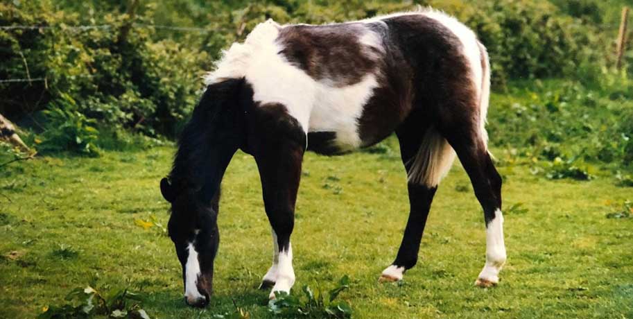 Fred as a Foal