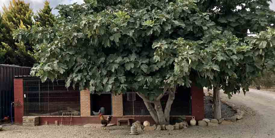 Fig Tree outside Chicken Shed